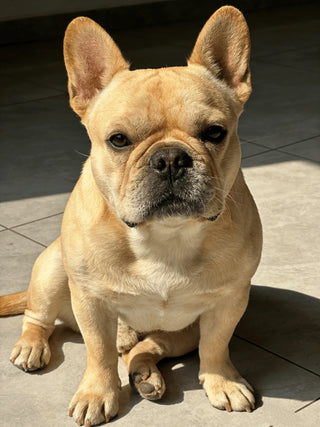 Hjertehund™ | Elegant Halskjede